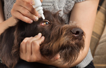 Oftalmologia Veterinária