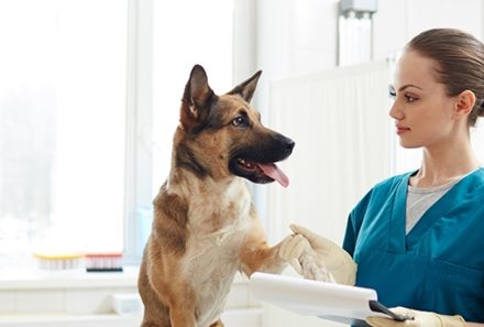 Oftalmologia Veterinária