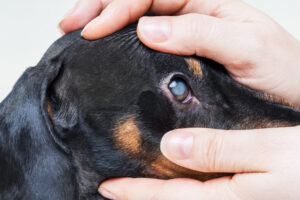 A importância dos géis lubrificantes oculares, no uso veterinário.