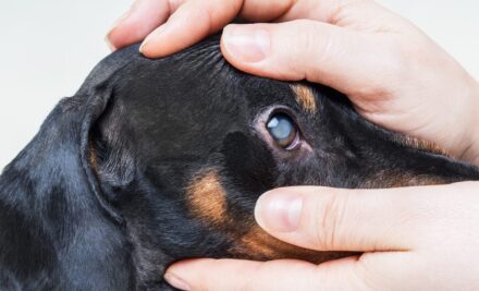 A importância dos géis lubrificantes oculares, no uso veterinário.